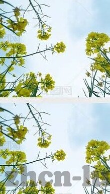 大象传媒免费下载网站-探索大象传媒免费下载网站的多元化价值与影响